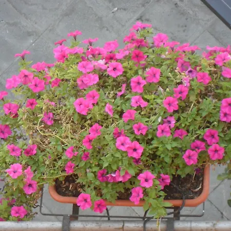 Gasthuis Il Rustico